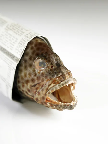 トラウト魚 — ストック写真