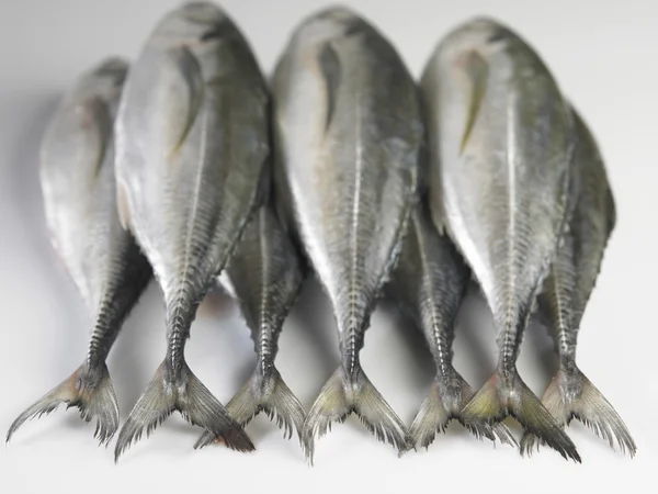 Коллекция рыбы — стоковое фото