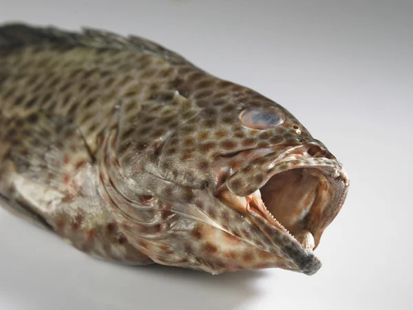 トラウト魚 — ストック写真