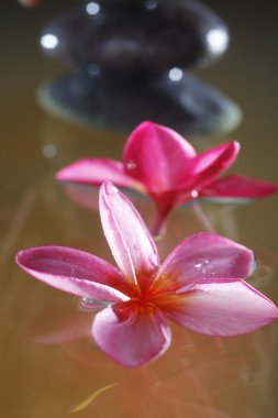 Frangipani