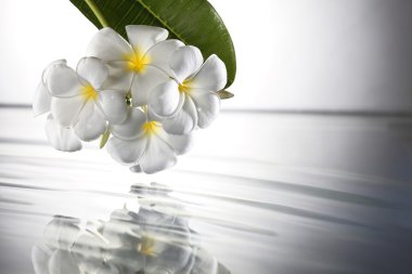 Frangipani