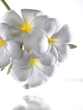 Frangipani