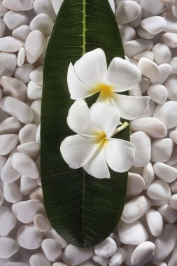 Frangipani