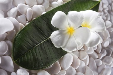 Frangipani