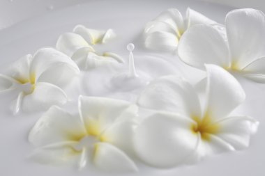 Frangipani