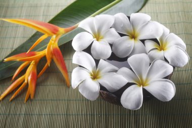 Frangipani