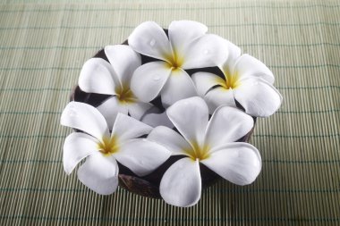 Frangipani