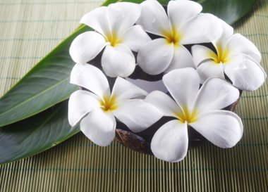 Frangipani