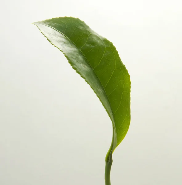 Чаю листя — стокове фото