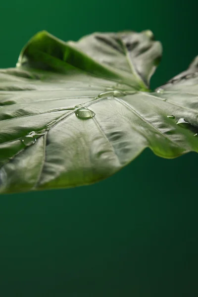 水滴 — ストック写真