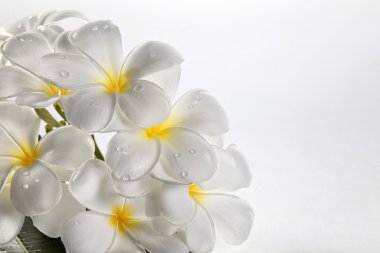 çiçek frangipani