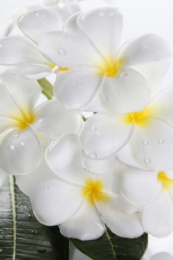 çiçek frangipani