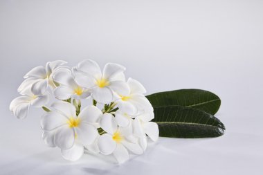 çiçek frangipani