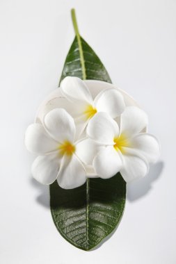 Plumeria