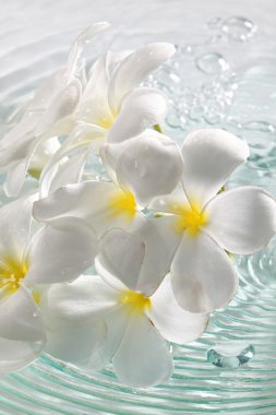 Frangipani