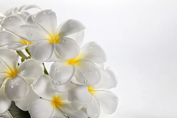 花フランジパニ — ストック写真