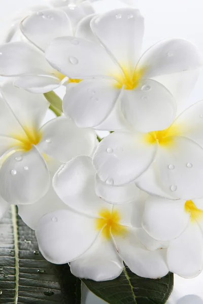 Blomma frangipani — Stockfoto