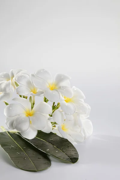 Fiore frangipani — Foto Stock