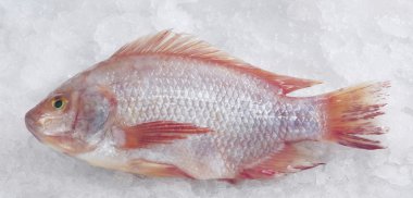 Red snapper balık