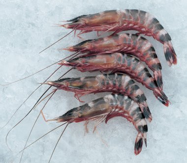 Prawn clipart