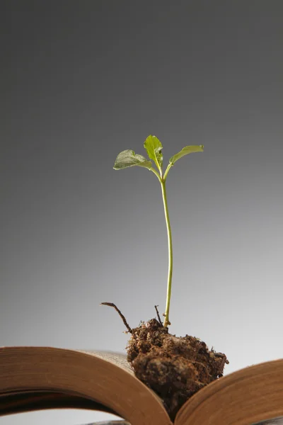 Stock image Plant and book