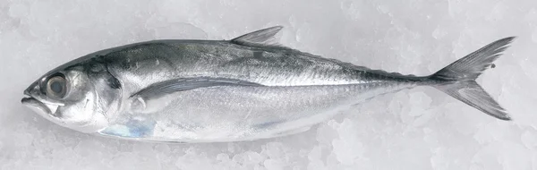 Cincaru fish — Stock Photo, Image