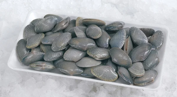 Mjuk mussla — Stockfoto
