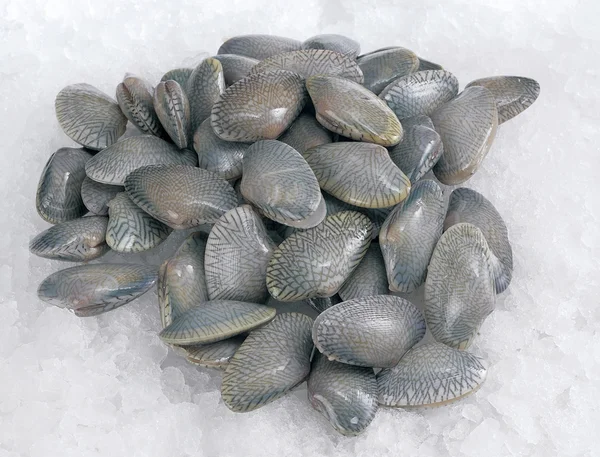 Mjuka musslor — Stockfoto
