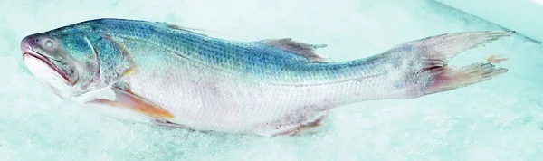 Ryby — Zdjęcie stockowe