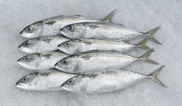 Рыба мабонг — стоковое фото