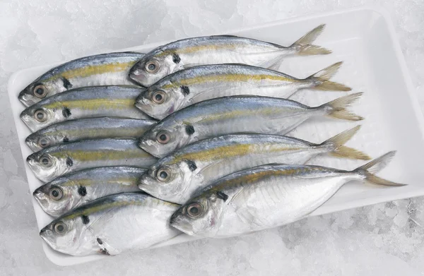 Selar kuning fish — Stock Photo, Image