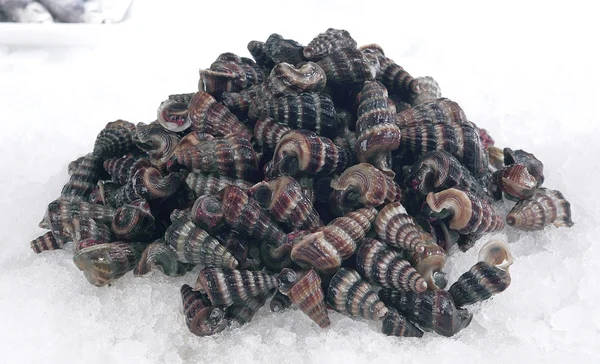 Sea snail — Stock Photo, Image