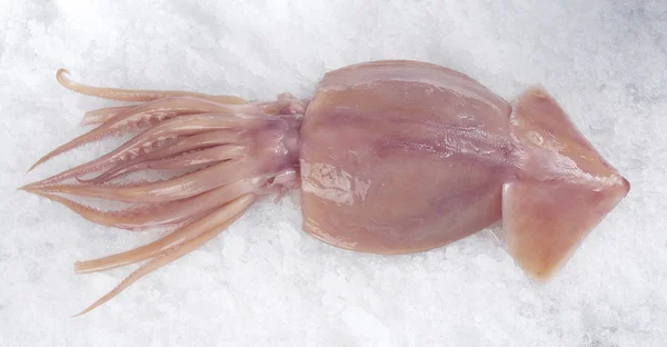 Squids — Stock Photo, Image