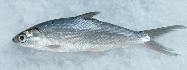 Рыба — стоковое фото