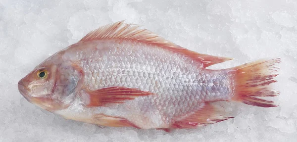 Red snapper fish — Stock Photo, Image