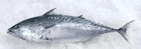 Ryby na lód — Zdjęcie stockowe