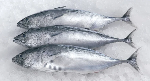 Fiska på isen — Stockfoto