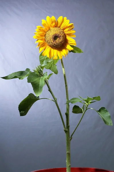 stock image Sunflower