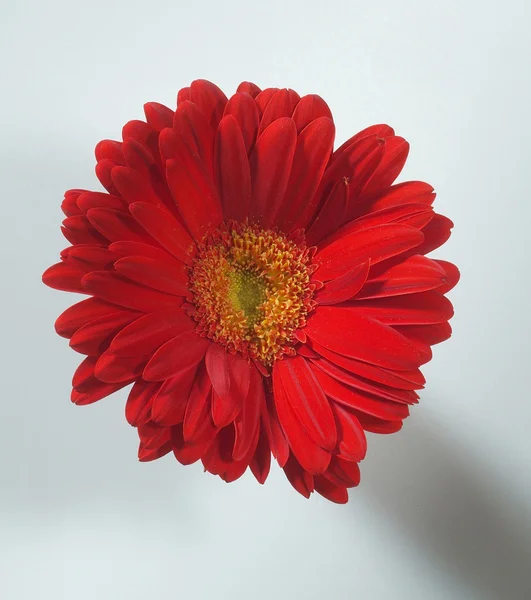 Квітка — стокове фото