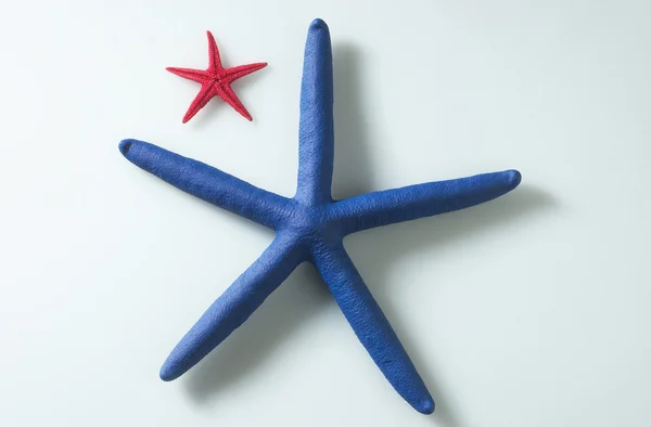 Hvězda ryby — Stock fotografie