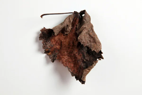 일반 배경에 마른 잎의 클로즈업 — 스톡 사진