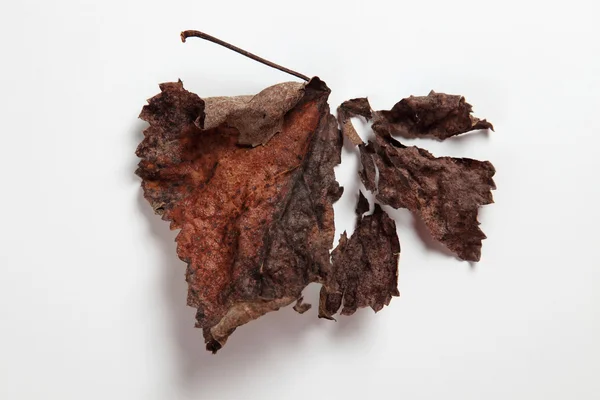 stock image Close up ofthe dry leaf on the plain background