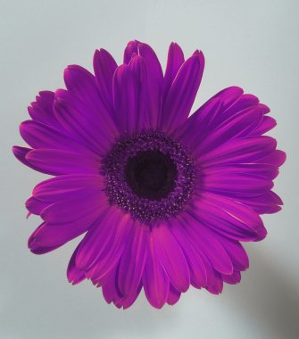 Flower clipart