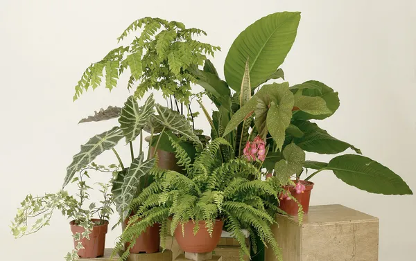 Plante — Fotografie, imagine de stoc