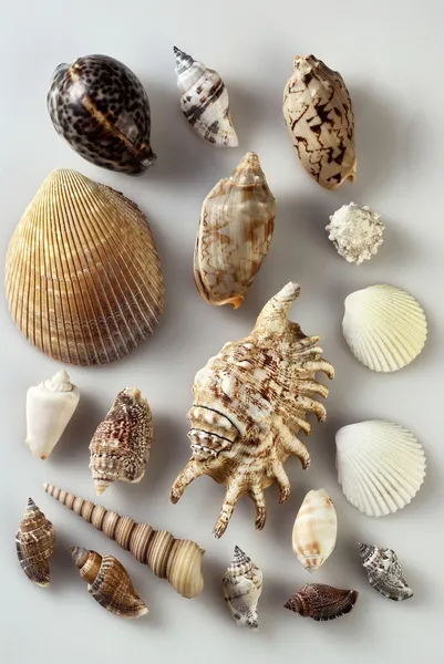 海贝壳 — 图库照片