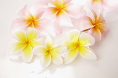 Pembe frangipani (Plumeria rubra) çiçek