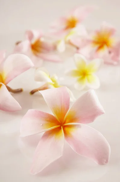 Flor rosa frangipani (Plumeria rubra) — Fotografia de Stock