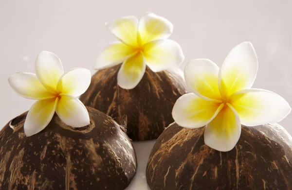 Frangipani 코코넛 껍질에 — 스톡 사진