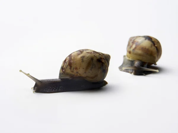 두 개의 달팽이 — 스톡 사진