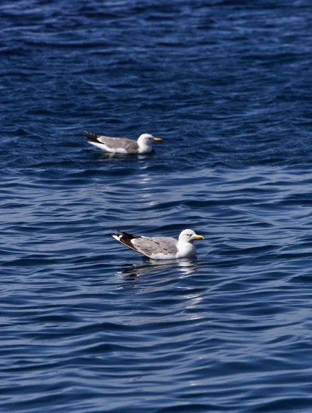 Italy, Tuscany, Elba Island, seagulls — Stock Photo, Image